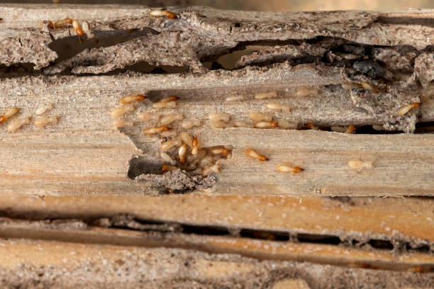 Best Pest Control for Restaurants  in Fruitridge Pocket, CA