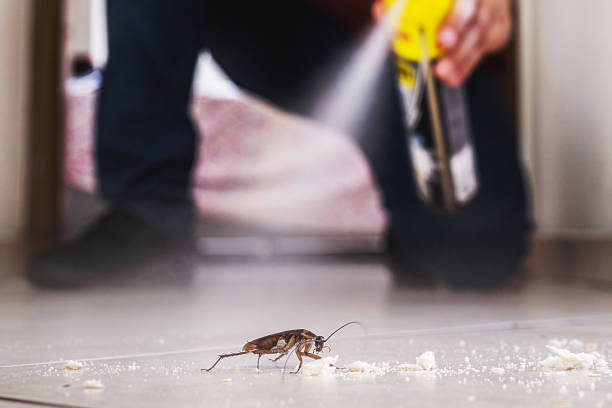 Best Local Pest Control Services  in Fruitridge Pocket, CA